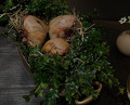 Dinner at Hertog Jan at Botanic Antwerp