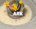 Dinner at Restaurant Ark
