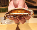 Dinner at Sushi Ikkou (鮨 一幸)