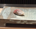 Dinner at 近松 - Chikamatsu