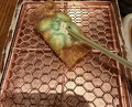 Dinner at Kushi Katsu A-bon (串かつ あーぼん)