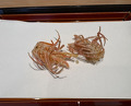 Dinner at Tempura Kondo (てんぷら 近藤)