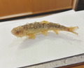 Dinner at Tempura Kuruma