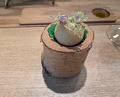 Dinner at RADICE (RADICE)