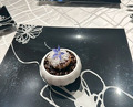 Dinner at Petit Restaurant Bouquet de France (プチレストラン ブーケ・ド・フランス)
