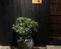 Dinner at Eragon (永来権)