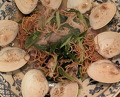 Dinner at Gessen (月泉)