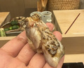 Dinner at Sushi Kibatani (鮨 木場谷)