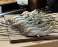 Dinner at Shokudo Ogawa (食堂 おがわ)