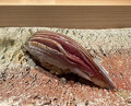 Dinner at Takumi Shingo (匠 進吾)