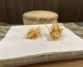 Dinner at Tenpaku (天白)