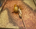 Dinner at Binchotan Yakitori Torishige (備長炭焼鳥 鳥しげ)