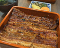 Dinner at Unagi Uomasa (うなぎ 魚政)