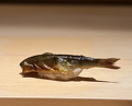 Dinner at Sushi Ikkou (鮨 一幸)