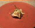 Dinner at Kaoru HIROO (薫 HIROO)
