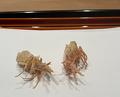 Dinner at Tempura Kondo (てんぷら 近藤)