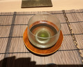 Dinner at Ginza Shinohara