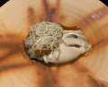 Dinner at Kappou Shintaku (割烹 新多久)