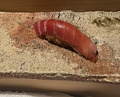 Dinner at Takumi Shingo (匠 進吾)