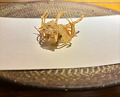 Dinner at Tsuru Hachi (鶴八)