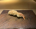 Dinner at Tempura Araki(Sapporo)