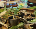 Dinner at Hirasanso