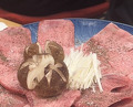 Dinner at Sumiyaki Kinryusan (炭焼 金竜山)