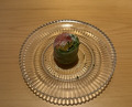 Dinner at Sushi Meino