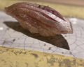 Dinner at Shimazu