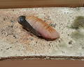 Dinner at Takumi Shingo (匠 進吾)