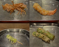 Dinner at Tempura Fukamachi (てんぷら 深町)