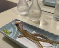 Dinner at Unagi Uomasa (うなぎ 魚政)