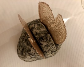 Paris mushroom crispy served with the bread 