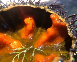 Sea urchin and pumpkin broth