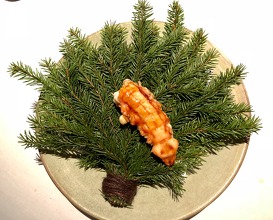 Langoustine from Midsund, pine and garum 