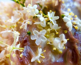 Sea bream, fermented radish and elderflower 