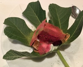 The fig tree