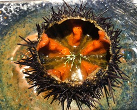 Sea urchin and pumpkin broth