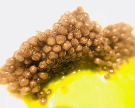 Seabass, parsley, caviar 