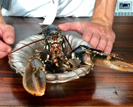 Lobster from Oosterschelde