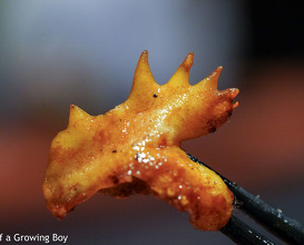 Sticks of chicken at Toritama