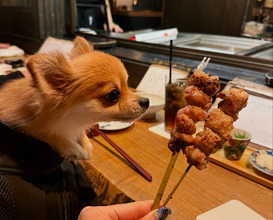 Dinner at 焼鳥　佐田十郎