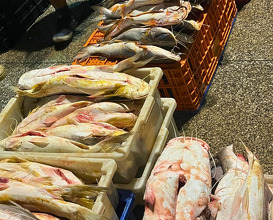 Dinner at Mercado Ver-o-Peso