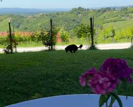 Dinner at Korak winery