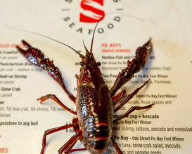 Dinner at Seither's Seafood