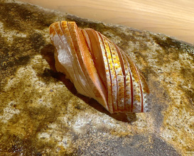 Dinner at Sushi Murayama
