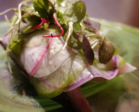 Dinner at Tenmonkan Wakana