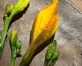 Dinner  at NOMA -Pop up in Los Angeles (The Paramour Estate)