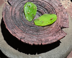 Dinner  at NOMA -Pop up in Los Angeles (The Paramour Estate)