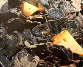 Dinner  at NOMA -Pop up in Los Angeles (The Paramour Estate)